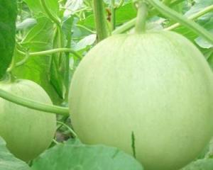 怀孕可以吃地龙瓜吗,地龙瓜在怀孕期间的适宜性探讨