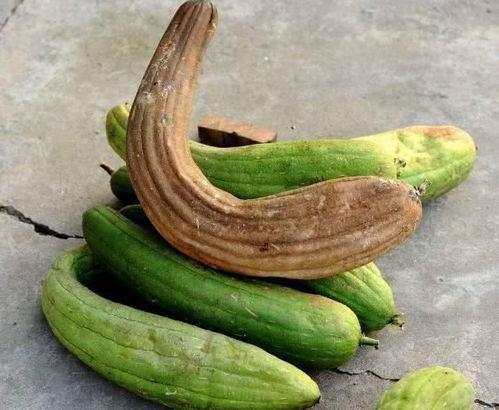 老曹吃条瓜,一场味蕾与生活的碰撞之旅