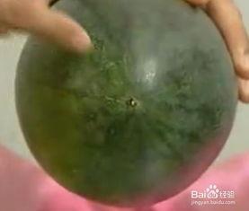 吃瓜不吐籽258,一场关于瓜果与数字的奇妙之旅