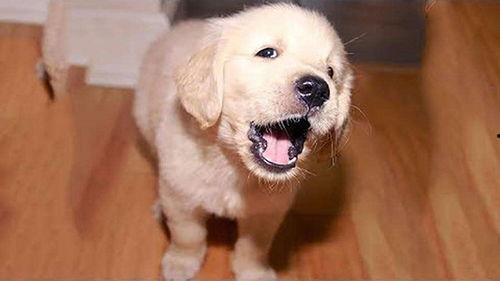 小狗吃羊角瓜好吗,小狗食用羊角瓜的安全性探讨