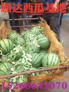 京瓜从哪头吃,从哪头吃，开启美味新体验