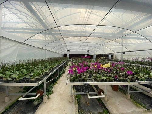 大棚吃瓜视频,揭秘吃瓜视频背后的甜蜜奥秘