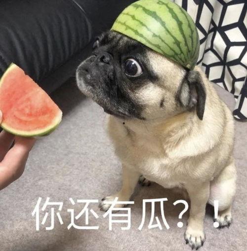 深海队吃瓜表情包