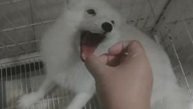 狐狸大哥吃瓜,揭秘娱乐圈幕后故事