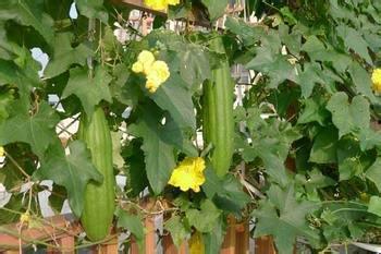 血糖患者可以吃佛手瓜吗