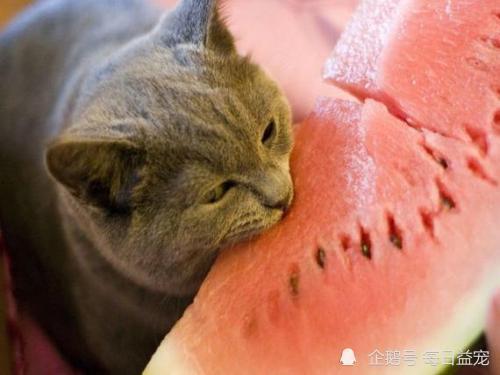 大型猫吃瓜视频,揭秘喵星人的娱乐生活