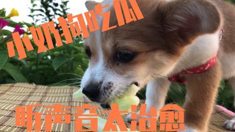 狗狗视频吃瓜,萌态十足，萌化你的心
