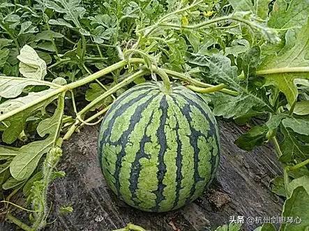 吃瓜记忆,揭秘娱乐圈背后的故事