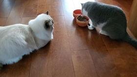 布偶可以吃蜜瓜