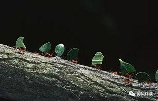 小蚂蚁吃瓜画画,绘画中的甜蜜生活