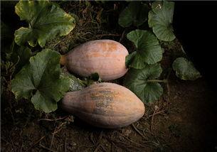 吃蓝瓜屁多吗,揭秘蓝瓜屁多之谜