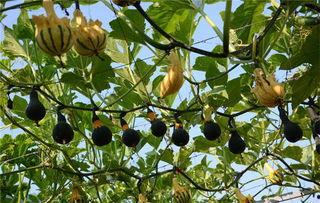 吃瓜大树视角图片,揭秘网络热图背后的故事