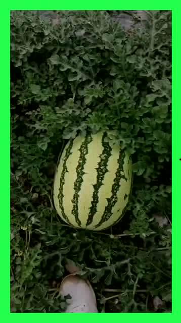 仙居吃瓜基地地址,探寻浙江仙居的绿色瓜果乐园