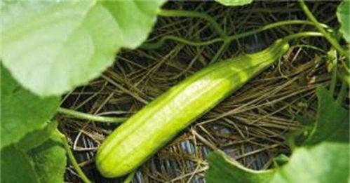 军需白色跳舞吃瓜,一场别开生面的跳舞吃瓜盛宴