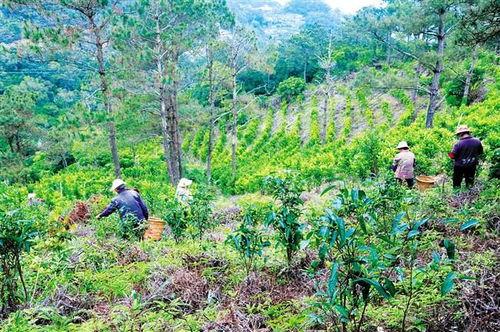 后花园喝茶吃瓜